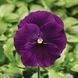 Дельта F1 violet 100 шт, Syngenta Flowers, Нідерланди 1498 фото