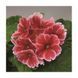 Лібре F1 scarlet picotee 100 шт, Syngenta Flowers, Нідерланди 1941 фото