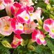 Літтл Кісс F1 rose picotee 100 драже,Sakata, Японія 2286 фото
