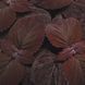 Преміум Сан (60 - 75 см) dark chocolate 50 драже,PanAmerican, США 2091 фото