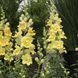 Твінні F1 yellow shades 100 шт, махр., Hem Genetics, Нідерланди 1691 фото