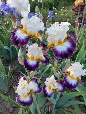 Ірис Gypsy Lord  0160 фото