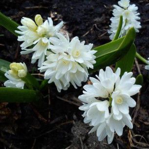 Пушкінія Libanotica Alba 0260 фото