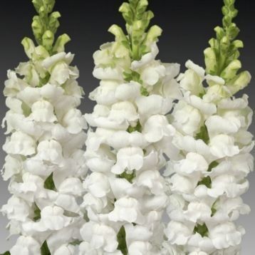 Увертюра F1 білий 100 шт II група, на зріз, Syngenta Flowers, Нідерланди 1692 фото