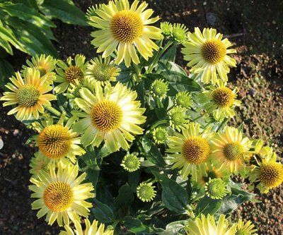 Echinacea PRINCESS&trade; &lsquo;Citrus&rsquo; 3036 фото