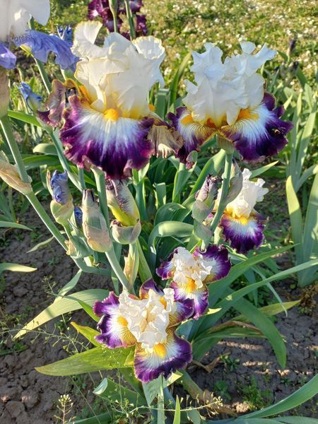 Ірис Gypsy Lord  0160 фото