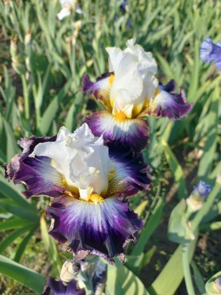 Ірис Gypsy Lord  0160 фото