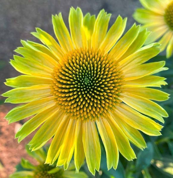 Echinacea PRINCESS&trade; &lsquo;Citrus&rsquo; 3036 фото
