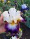 Ірис Gypsy Lord  0160 фото 4