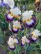 Ірис Gypsy Lord  0160 фото 1
