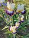 Ірис Gypsy Lord  0160 фото 3