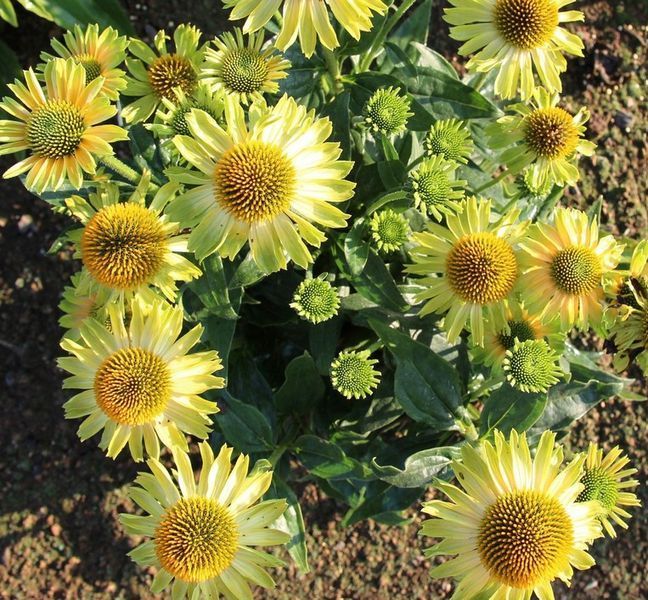 Echinacea PRINCESS&trade; &lsquo;Citrus&rsquo; 3036 фото