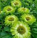 Ехінацея SunSeekers Apple Green 2683 фото 1