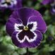 Дельта F1 violet-white 100 шт, Syngenta Flowers, Нідерланди 1499 фото