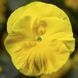 Колоссус F1 золотисто - жовта 100 шт, Syngenta Flowers, Нідерланди 1547 фото