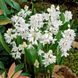 Пушкінія Libanotica Alba 0260 фото 1