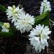 Пушкінія Libanotica Alba 0260 фото 2