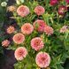 Цинія елегантна Гіганти Бенарі коралова 10 шт (Benary, Німеччина) 0310 фото 5