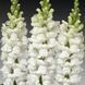 Увертюра F1 білий 100 шт II група, на зріз, Syngenta Flowers, Нідерланди 1692 фото