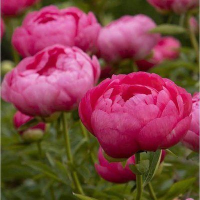 Cytherea 3/5 2885 фото