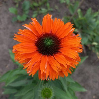 Ехінацея SunSeekers Mineola 2684 фото