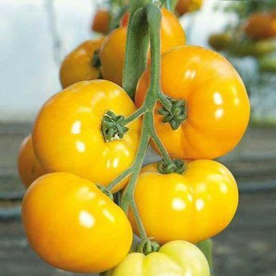 Ямамото (KS 10) F1 великоплідний жовтий, 8 шт, Kitano Seeds (Нідерланди) 0809 фото