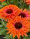 Ехінацея SunSeekers Mineola 2684 фото 5