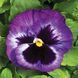 Колоссус F1 лавандовий сюрприз 100 шт, Syngenta Flowers, Нідерланди 1548 фото
