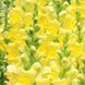 Увертюра F1 жовтий 100 шт II група, на зріз, Syngenta Flowers, Нідерланди 1693 фото