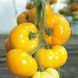 Ямамото (KS 10) F1 великоплідний жовтий, 8 шт, Kitano Seeds (Нідерланди) 0809 фото 1
