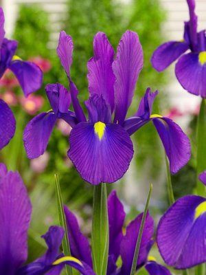 Ірис Hollandica Discovery Purple, 3 шт 0559 фото