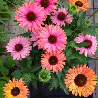 Ехінацея SunSeekers Rainbow 2685 фото