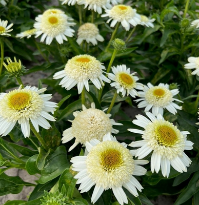Echinacea Double White Compact 3038 фото