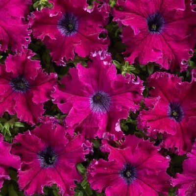 Афродіта F1 purple 200 драже, грандіфлора, Cerny, Чехія 1744 фото
