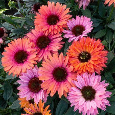 Ехінацея SunSeekers Rainbow 2685 фото