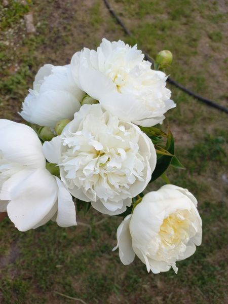 Duchesse de Nemours 3/5 0012 фото