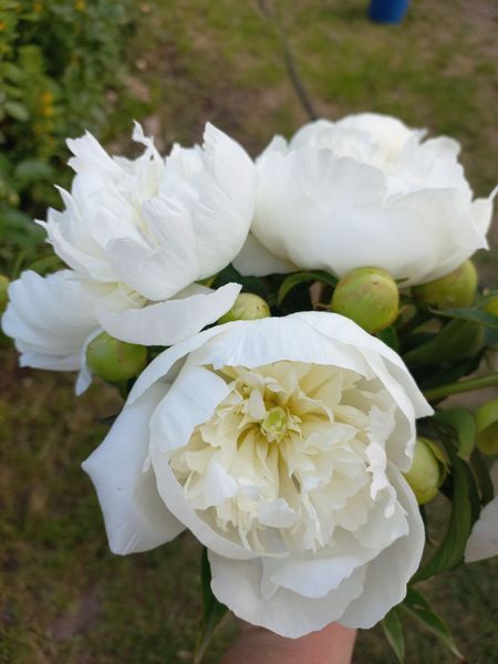 Duchesse de Nemours 3/5 0012 фото