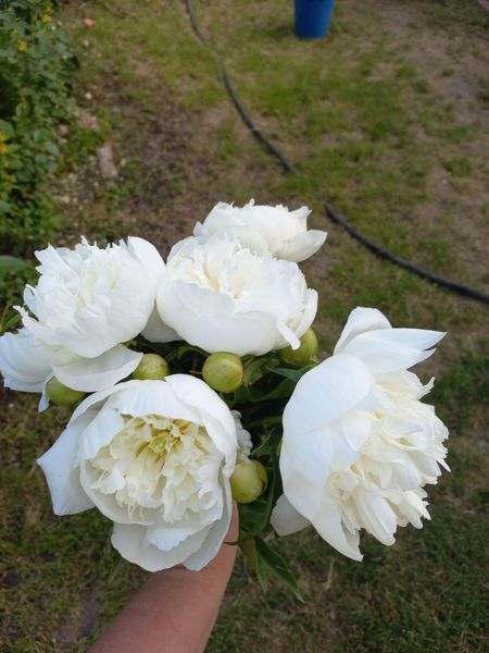 Duchesse de Nemours 3/5 0012 фото