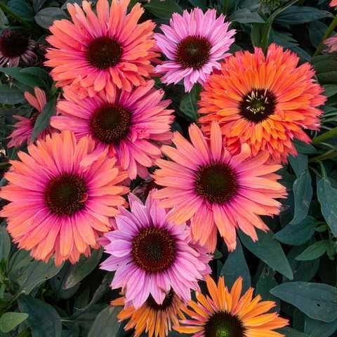 Ехінацея SunSeekers Rainbow 2685 фото