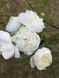 Duchesse de Nemours 3/5 0012 фото 7