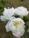 Duchesse de Nemours 3/5 0012 фото 4