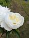 Duchesse de Nemours 3/5 0012 фото 3