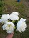 Duchesse de Nemours 3/5 0012 фото 5