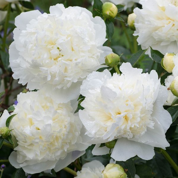 Duchesse de Nemours 3/5 0012 фото