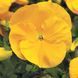 Дельта F1 yellow 100 шт, Syngenta Flowers, Нідерланди 1501 фото