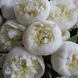Duchesse de Nemours 3/5 0012 фото 1
