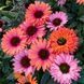 Ехінацея SunSeekers Rainbow 2685 фото 1