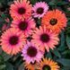 Ехінацея SunSeekers Rainbow 2685 фото 2