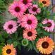 Ехінацея SunSeekers Rainbow 2685 фото 3
