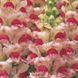 Опус F1 яблуневий цвіт 100 шт III/IV група, на зріз, Syngenta Flowers, Нідерланди 1647 фото